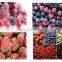 Meat Shop Refrigeration Equipment Plate Freezing Machine