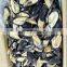 frozen half shell mussels half shell mussel meat Mytilus edulis