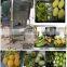 orange peeler/Canned Mandarin orange peeling machine