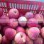 shanxi qinguan apples new season high quality red qinguan apples