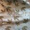 NEW ARRIVAL New leaf design curtain fabric