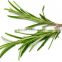 100%Pure Natural Rosemary Oil For Export Only
