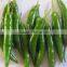 GREEN CHILI