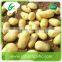 Dried sweet fresh potato