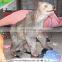 KAWAH Theme Park Vivid Bear Silicone Rubber Animatronic Artificial Animal