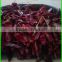 (HOT) Organic green fresh radish exporters in China, good faith the seller!
