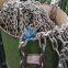 Stainless Steel 316 Marine Anchor Chains