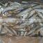 Frozen Sardines (Sardinella Longiceps) for bait and canning 250pcs