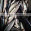 400-600G Frozen Pacific Mackerel Scomber Japonicus