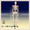 180/84/42cm Human Anatomical Skeleton Model                        
                                                Quality Choice