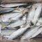 frozen indian mackerel