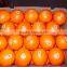 Supply fresh orange with good quality for sale