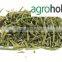 Natural Antioxidant Rosemary