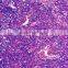 zoology pathology /animal pathology prepared slides for microscopes