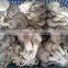 IQF oyster mushroom