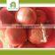 Wholesale Fresh Yellow Onion With Good Quality