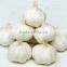 Different Size Fresh Garlic