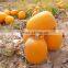 bulk organic pumpkin kernels grow without shell new export grade