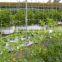 White Agriculture plant support net