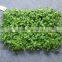 Plastic fern plant mat ivy mat