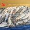 Pacific Mackerel Fish