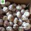 Chinese fresh garlic normal white garlic pure white garlic dry garlic