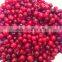 Red cranberry IQF Frozen Cranberry