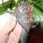 Factory direct supply roofing shingles asphalt shingles roofing tile