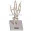 MCT-KN-013 Elbow Joint Model