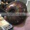 Natural rainbow ammonite fossils snail fossils specimen minerals