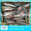 New come frozen spanish mackerel for sale