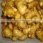 Ginger Price 2015 New Crop