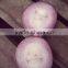 2016 new crop fresh onion for exporting