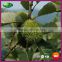 2015 New Crop Organic Yanshan Raw Fresh Chinese Chestnut Nuts
