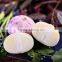 Wholesale fresh white garlic for export