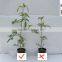 A great fertilizer TE trace element fertilizer