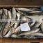 sea frozen best price light catching sardina for market