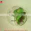 Florists new arrival glass pot succulents for interior decoration