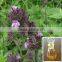pure fineleat schizonepeta /nepeta oil treat a cold with the factory price