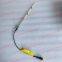 FPT IVECO CASE Cursor9Bus Euro 6 F2CFE612D*J231/F2CFE612A*J098  5802748674  SENSOR OIL LEVEL 5801670837