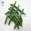 Xiamen Sinocharm Stringless Frozen Green Beans IQF Whole Green Beans
