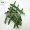 Sinocharm BRC-A approved IQF green beans  cut Frozen green beans