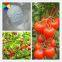 China Supplier Bnaphthoxyacetic Acid Cultivate Tomato Bnoa 98%tc Water Insoluble