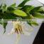 Top grade Siberia white lily dream