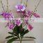 cymbidium orchid silk flower