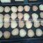 high quality automatic biscuit making machine