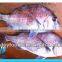 supply new catching fresh whole seabream fish