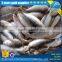 Purse seine 15ppk Sardine for Bait on sale