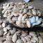 High Quality Wholesale Shine Skin Pumpkin Seeds
