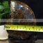 High quality natural ammonite fossils for gifts and decoration